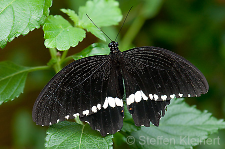 233 gewoehnlicher Mormone - Papilio polytes